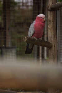 View of parrot in cage