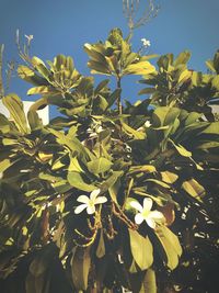 Close-up of flowering plant against clear sky