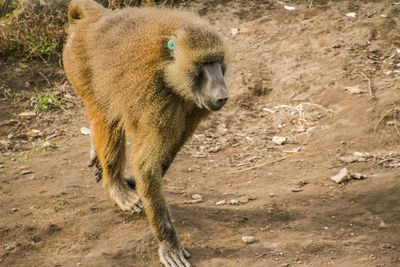 Lion running on land