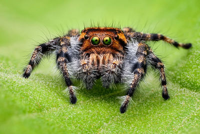 Close-up of spider