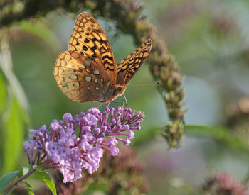 Close-up of butterfly pollinating on purple flower