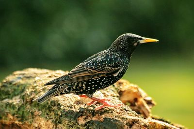 Close-up of bird perching outdoors