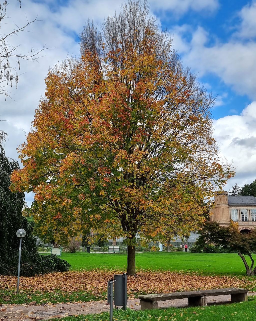 tree, plant, autumn, sky, nature, cloud, bench, leaf, park, seat, flower, park bench, park - man made space, architecture, day, no people, beauty in nature, grass, growth, outdoors, built structure, tranquility, garden, building exterior, green, landscape, building, field