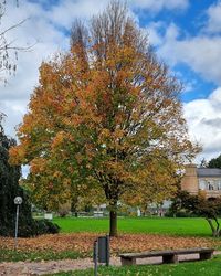 tree