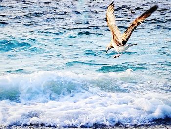 Bird flying over sea