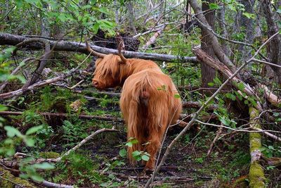 Lion standing in a forest