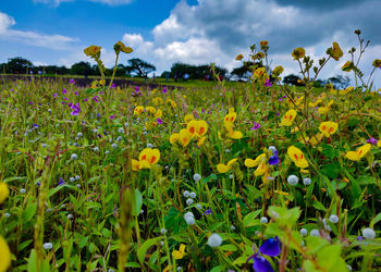 Scenic view of flowering plants on field against sky