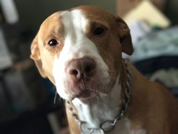 Close-up portrait of dog