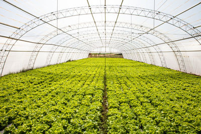 Plants growing in greenhouse