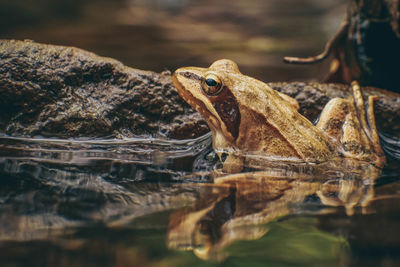 Close-up of frog in water