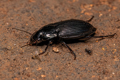 Close-up of insect