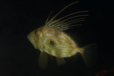 Close-up of fish swimming in sea