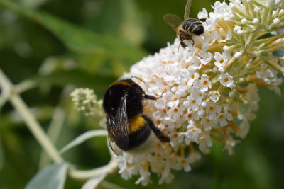 Close-up of honey bee pollinating on flower