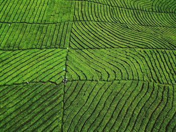 Full frame shot of farm