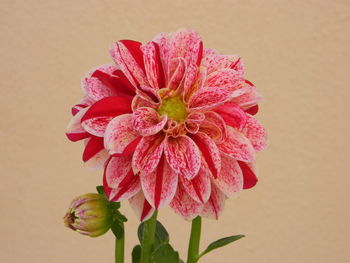 Close-up of pink flower