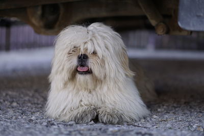 Close-up of a dog