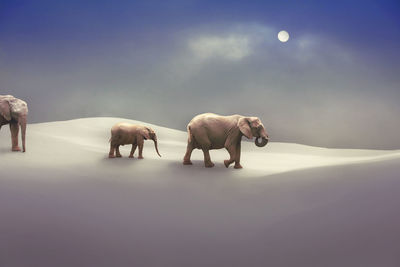 Elephants walking on snow against sky