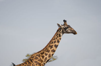 Giraffe against clear sky