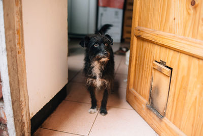 High angle view of dog at home