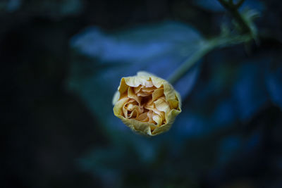 Close-up of rose plant