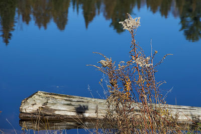 Reflection of tree in lake against blue sky