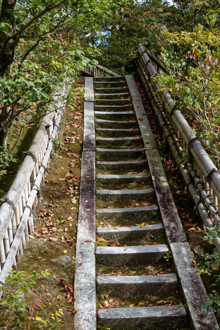 LOW ANGLE VIEW OF STEPS LEADING TOWARDS FOREST