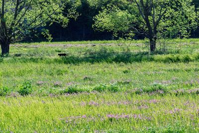 Scenic view of green field