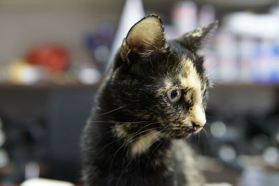 Close-up of a cat looking away