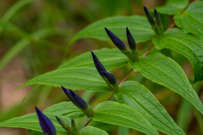 Close-up of leaves