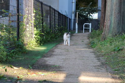 Dog in park