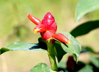 Close-up of red flowering plant