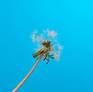 Close-up of wilted plant against blue sky