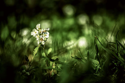 Close-up of flowers