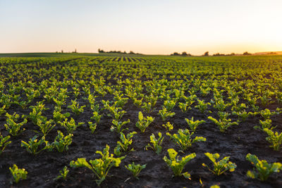 Scenic view of field against clear sky