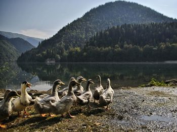 Ducks in a lake