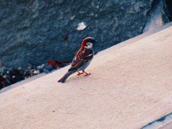 Close-up of bird perching on rock