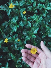 Close-up of hand holding flowers