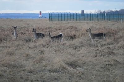 Side view of deer on field