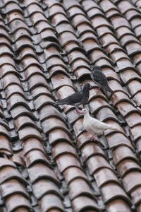 Full frame shot of roof tiles