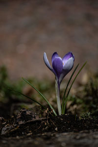 Close-up of purple crocus flowers on field