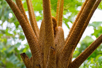 Low angle view of a tree