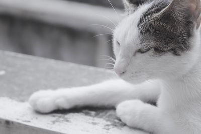 Close-up of cat looking away