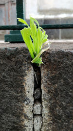 Close-up of plant