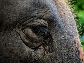 Close-up of elephant