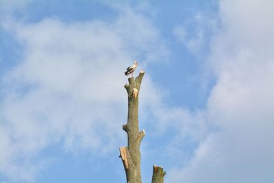 Low angle view of bird perching on tree against sky