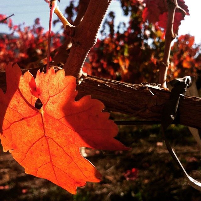 focus on foreground, close-up, leaf, orange color, autumn, nature, change, fragility, dry, outdoors, selective focus, leaf vein, season, day, no people, branch, red, plant, metal, beauty in nature