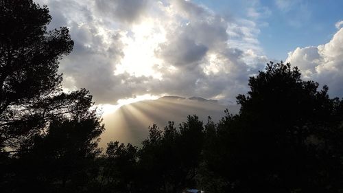 Low angle view of sunlight streaming through trees in forest