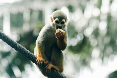 Monkey sitting on a tree