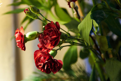 Close-up of red rose on leaves