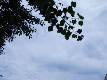 Low angle view of tree against sky